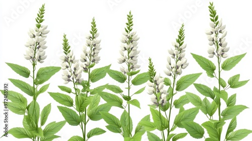 Black cohosh clipart, element, 3D illustration, realistic, isolated on white background photo