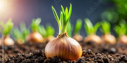 A plump onion cradles tiny green sprouts, bursting forth from the top like a tiny forest, beneath warm, photo