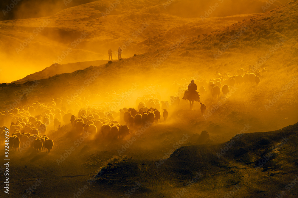 There is a flock of sheep grazing in the dust on the mountain, brown sheep, dust, there is a hazy air that has risen into the air. Sheep are moving quickly in rows Tatvan