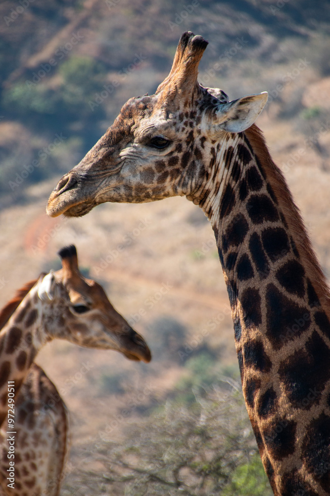 Fototapeta premium giraffe in the wild