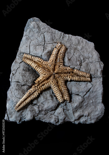 Starfish fossil embedded in rock, ancient marine life preserved photo