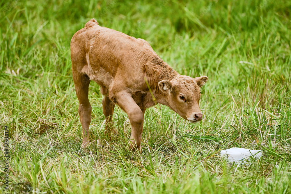Fototapeta premium Kühe auf der Weide