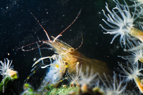 Baltic prawn, saltwater edible decapod eat body of rockpool shrimp with pereiopod, sea anemone in background, coquina live rock stone, green, red algae, littoral zone Black Sea marine biotope aquarium photo