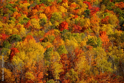 Red and yellow autumnal maple trees near Vermont, USA