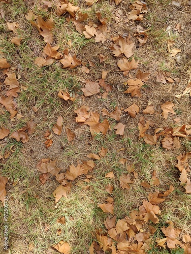 Fallen Leaves of Autumn: A Symbol of Change and Renewal – The Drying Cycle of Life as Nature Prepares for Winter. Brown Leaves on Grass Reflecting the Passage of Time, the End of a Season, and Transfo photo