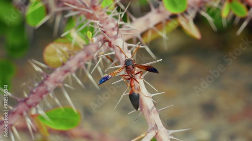 Rote Töpferwespe (Delta dimidiatipenne) sitzt in Dornenbusch photo