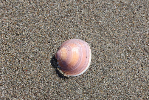 close up of seashells on coastal sand 