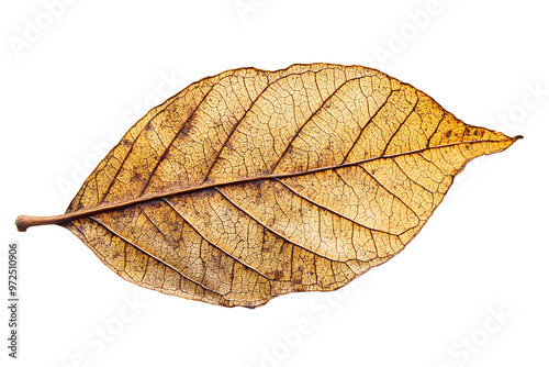 A single dried leaf displayed against a clean white background, showcasing its delicate texture, intricate veins, and natural autumn colors