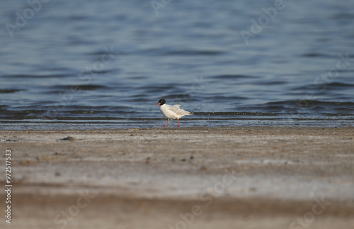 Adult Mediterranean gull (Ichthyaetus melanocephalus) shot in the soft morning light close-up in the blue water of the estuary photo