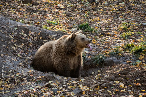 brown bear in autumn forest, open mouth and showing tongue. Rehabilitation, reserve photo