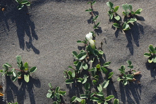 beach morning glory (impoea imperati) photo