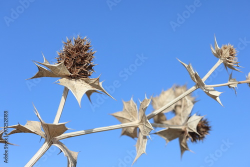 Dried  Eryngium maritimum (see holly) photo