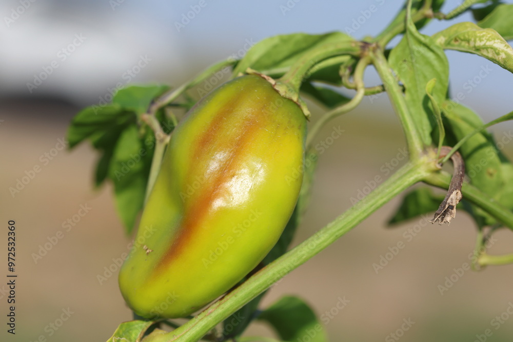 Obraz premium close up of ripening red hot chili pepper