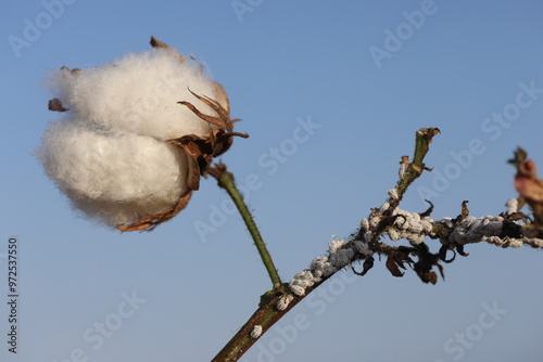 cotton plant infested by mealybugs  photo