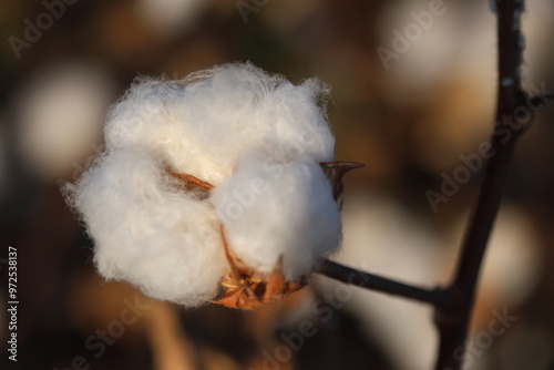 фотографія closeup of cotton bolls ready for harvest