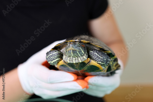 People care for and play with a pet red-eared turtle. photo