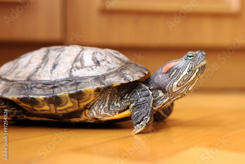 People care for and play with a pet red-eared turtle. photo