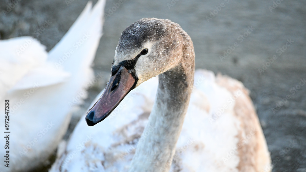 Fototapeta premium Schwan Familie in freier Natur
