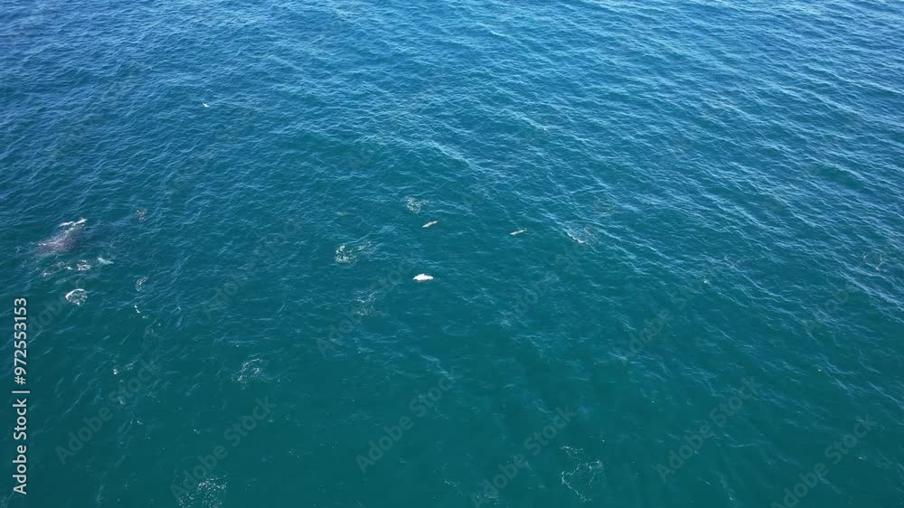 Aerial View Of Bottlenose Dolphins Hunting Mullet Fish In New South Wales, Australia Aerial View Of Bottlenose Dolphins Hunting Mullet Fish In New South Wales, Australia