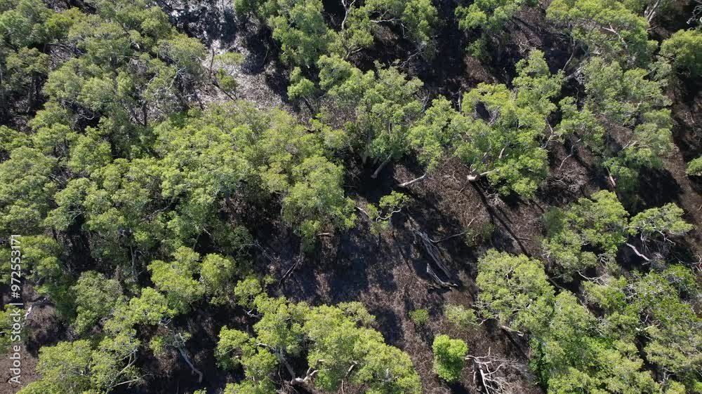 Lush Green Trees And Vegetation In Crab Island, Runaway Bay, QLD, Australia - Aerial Top Down Lush Green Trees And Vegetation In Crab Island, Runaway Bay, QLD, Australia - Aerial Top Down