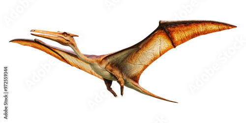 A pterodactyl isolated on transparent background. photo