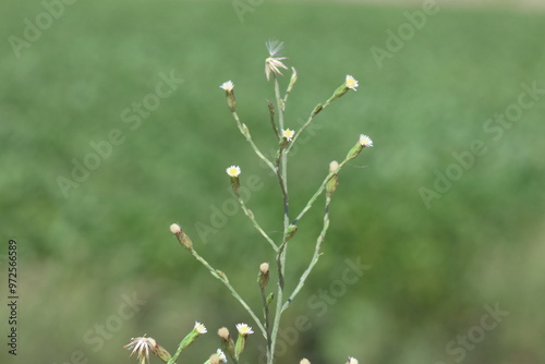 Symphyotrichum subulatum (formerly Aster subulatus), commonly known as eastern annual saltmarsh aster  photo