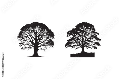 Sycamore Tree Silhouette black color. white background SET.