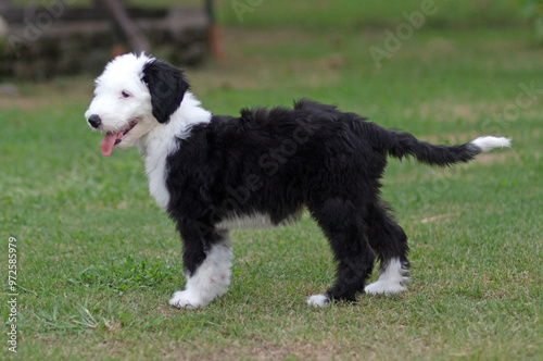 Obraz na płótnie Young sheepadoodle puppy outside w salonie