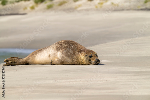 Ein Seehund oder Robbe liegt bei Sonnenschein am Sandstrand und chillt photo