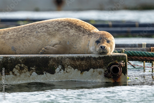 Ein chilliger Seelöwe  photo