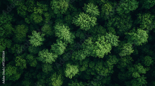 Aerial view of a dense forest canopy, showcasing the vibrant green foliage and the natural beauty of the woodland