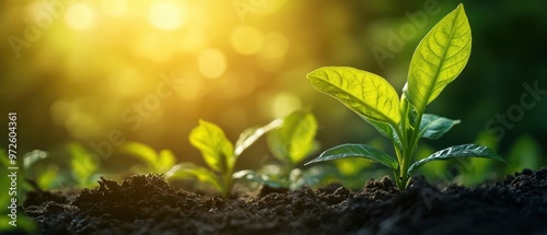 Green Seedling Growing in Soil with Sun Rays