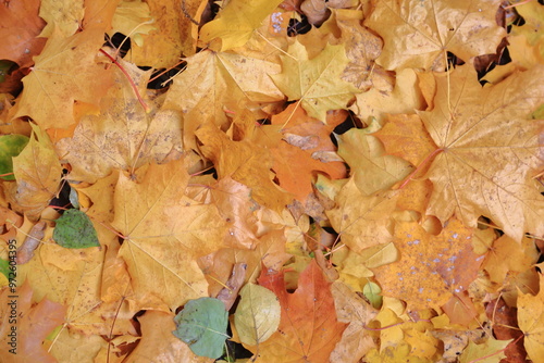 Fototapeta Naklejka Na Ścianę i Meble -  fall of the leaves yellow colors autumn