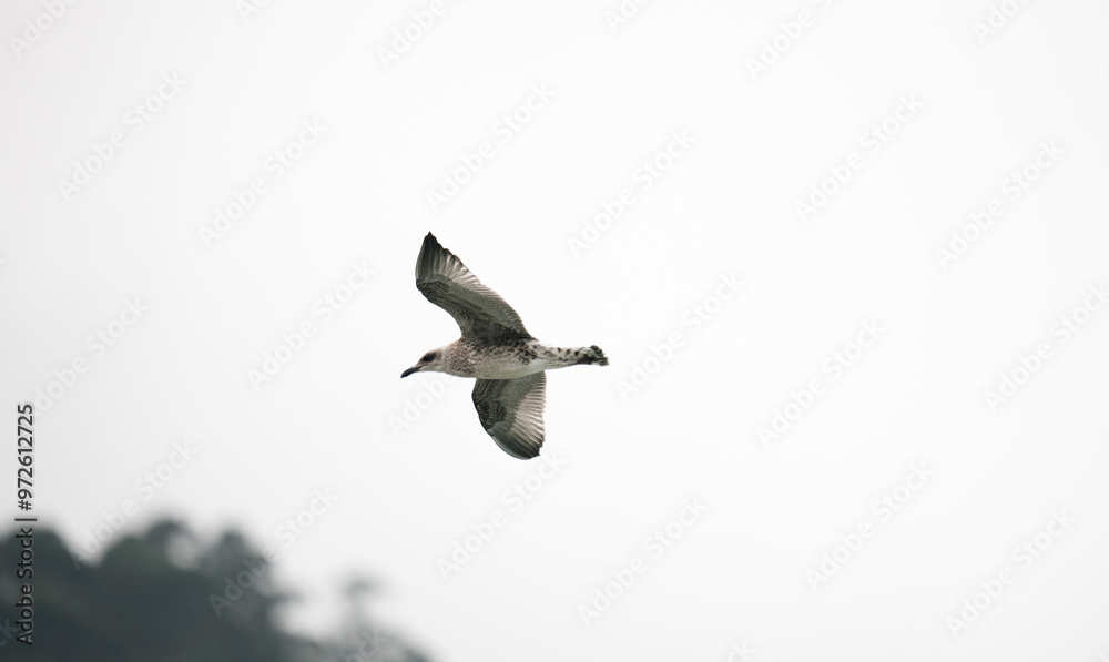 Obraz premium seagull flying with forest in the background during sunset 