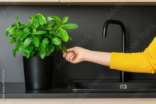 An eco-friendly kitchen featuring a greywater system that recycles sink water for garden irrigation, greywater recycling eco-kitchen, water conservation system photo