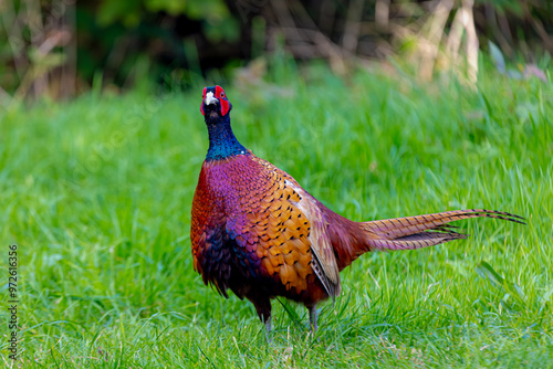 Selective focus of a common pheasant also known as ring-necked pheasants in its natural habitat, Male phasianus colchicus walking on the green grass meadow, Living out naturally. photo