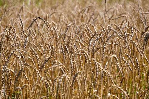 Golden wheat filed in Bela krajina