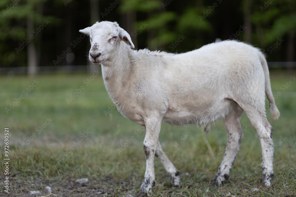 Fototapeta premium Young ram lamb