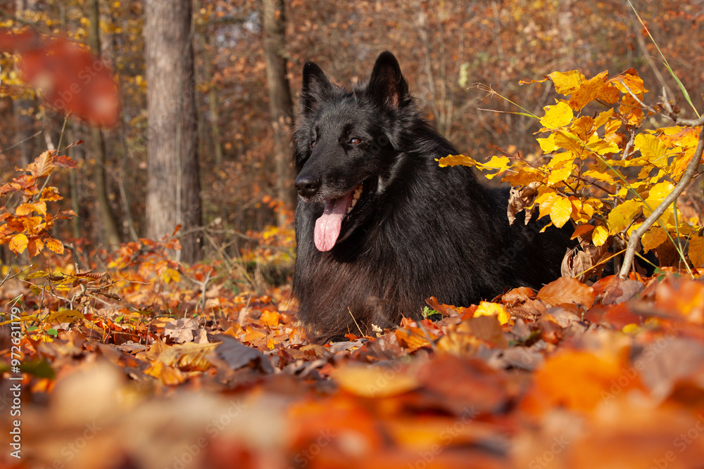 Amazing belgian shepherd, groendeael, in Autumn Amazing belgian shepherd, groendeael, in Autumn