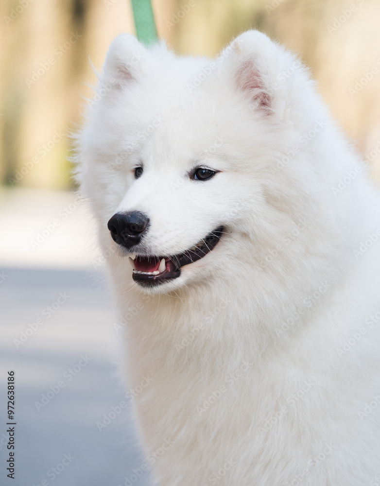 Fototapeta premium Samoyed white dog on a leash on park road