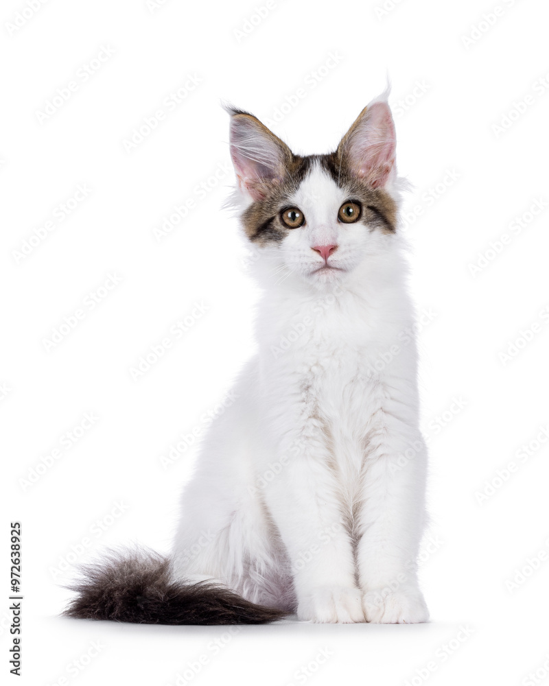 Pretty van Maine Coon cat kitten, sitting up facing front. Looking towards camera. Isolated on a white background. Pretty van Maine Coon cat kitten, sitting up facing front. Looking towards camera. Isolated on a white background.