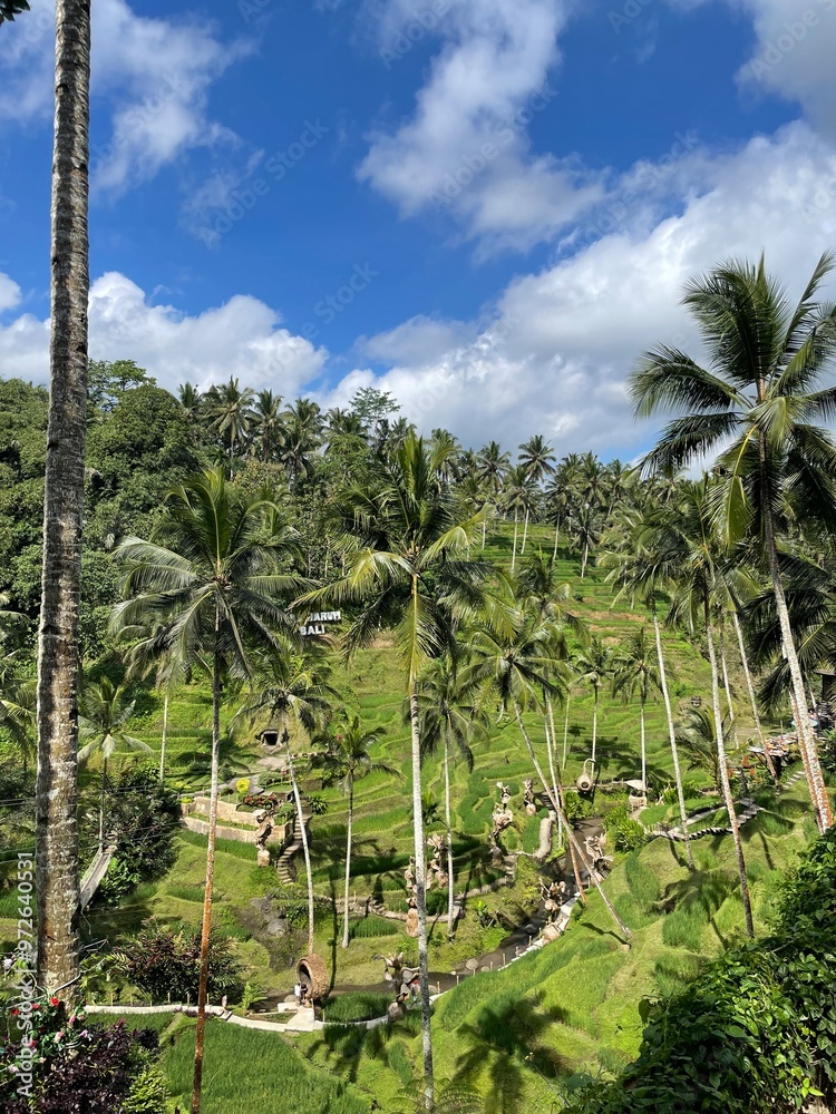 Fototapeta premium palm trees on the beach