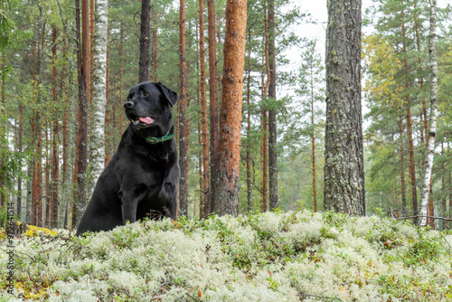 A black Labrador retriever on active recreation in a green pine forest. happy retriever dog sitting in the forest. photo