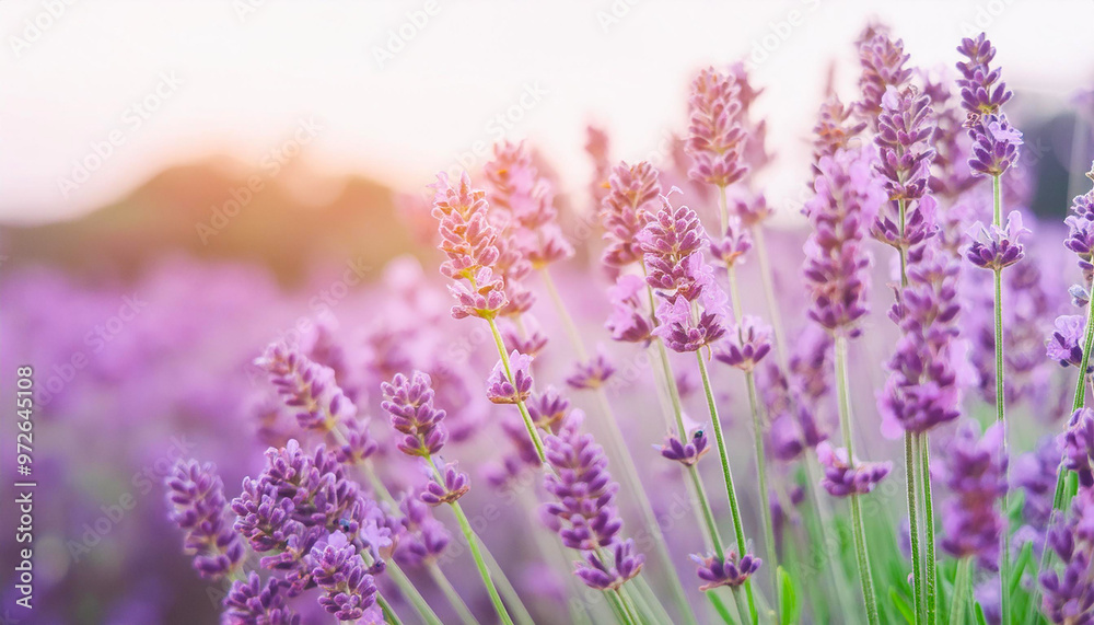 Fototapeta premium Lavender field. Close-up of purple lavender flowers at sunset with selective focus. Natural cosmetics and medicine concept. Sun flare and foreground blur, soft focus.