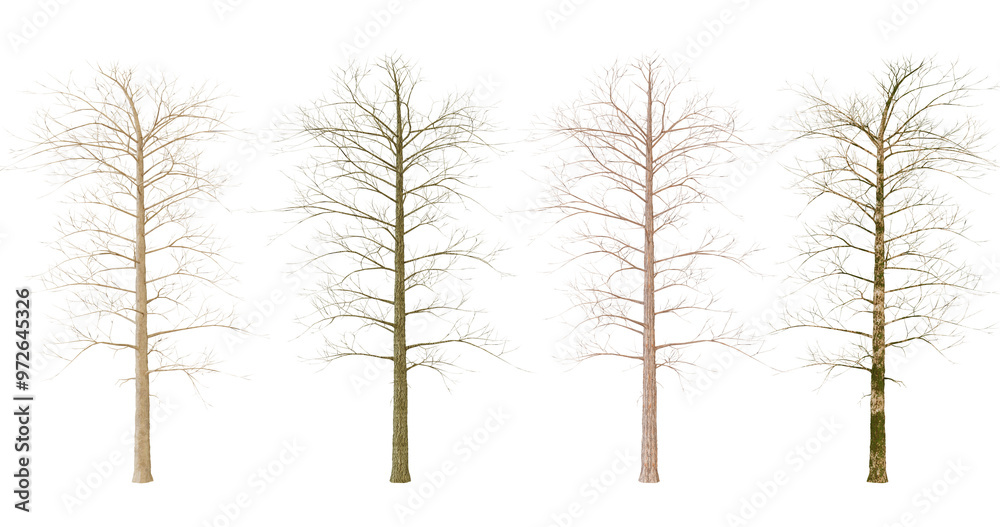 Obraz premium Four Seasons Tree, Winter, Spring, Summer, Autumn Tree with Changing Foliage