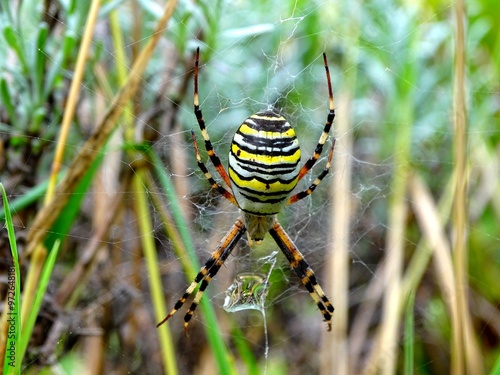 Argiope bruennichi commonly known as the Banded Spider, Horned Spider, Horned Argiope, Striped Argiope or Banded Argiope is a species of araneomorph spiders in the family Araneidae