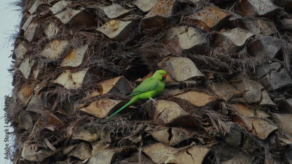 Halsbandsittich sitzt in Palme und sucht nach Futter Halsbandsittich sitzt in Palme und sucht nach Futter