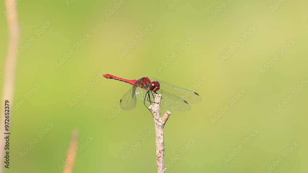Dragonfly Ruddy darter sitting on the branch Dragonfly Ruddy darter sitting on the branch