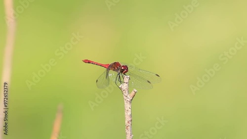 Dragonfly Ruddy darter sitting on the branch