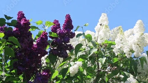 Blossoming flowers of  dark violet and white lilac